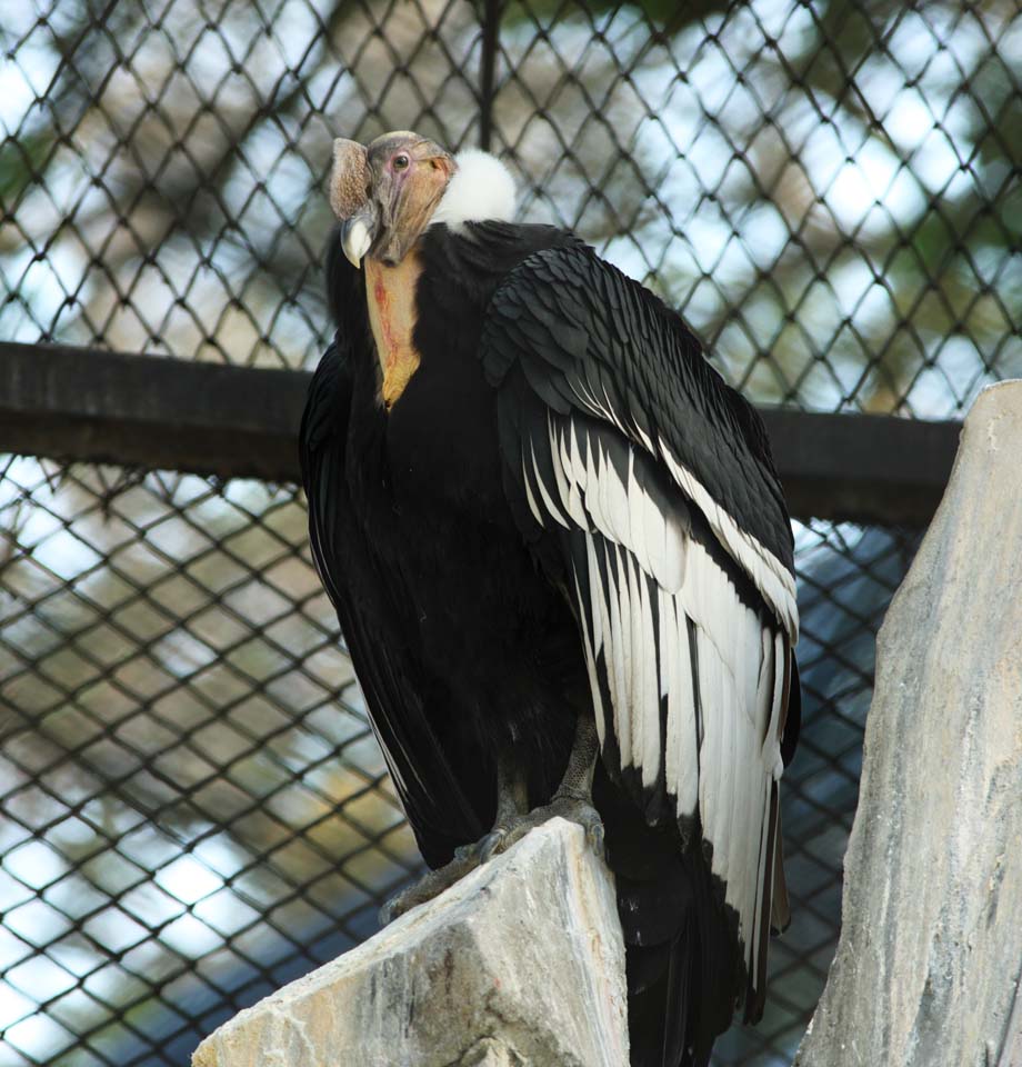 photo, la matire, libre, amnage, dcrivez, photo de la rserve,Un condor, Raptores grand-de taille, Necrophagy, Je suis lgant, Un courant ascendant d'air