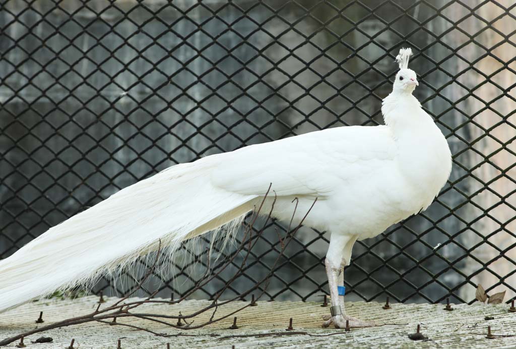 fotografia, material, livra, ajardine, imagine, proveja fotografia,Um pavo branco, pavo, , pavo branco, pena