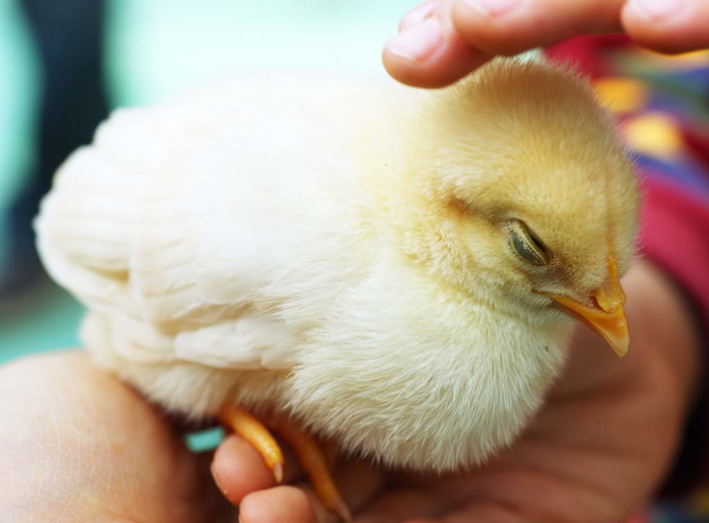 photo,material,free,landscape,picture,stock photo,Creative Commons,I pat it, chick, cock, , I am young