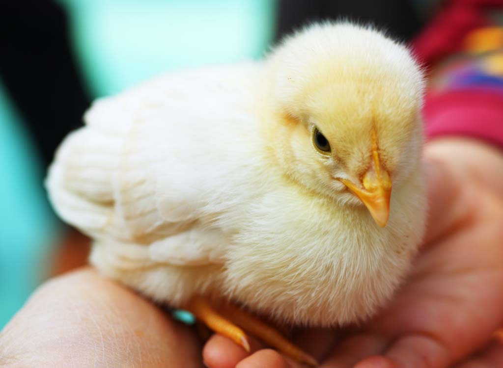 photo,material,free,landscape,picture,stock photo,Creative Commons,A chick, chick, cock, , I am young