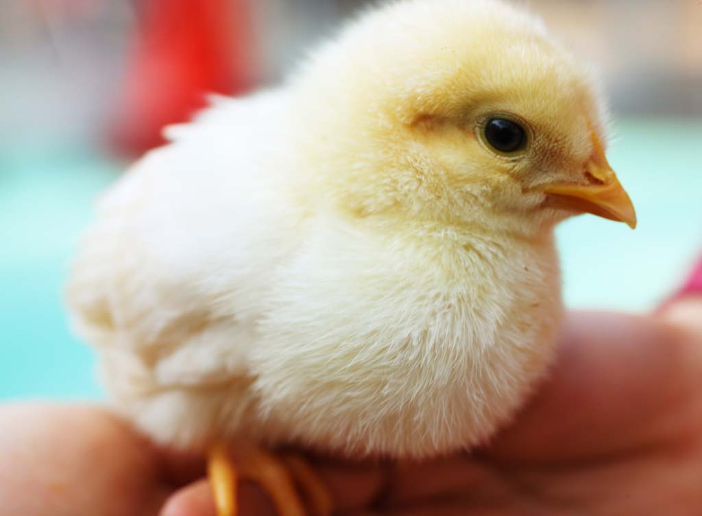 foto,tela,gratis,paisaje,fotografa,idea,Un pollito, Pollito, Gallo, , Soy joven