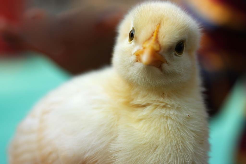 foto,tela,gratis,paisaje,fotografa,idea,Un pollito, Pollito, Gallo, , Soy joven