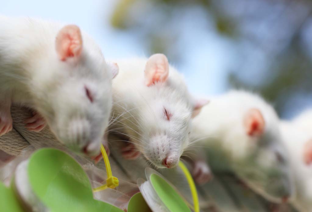 photo,material,free,landscape,picture,stock photo,Creative Commons,It is an afternoon nap pleasantly, mouse, nap, Sleep, Happiness