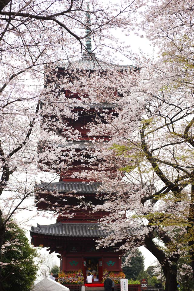 photo,material,free,landscape,picture,stock photo,Creative Commons,Ikegami front gate temple Five Storeyed Pagoda, Takashi Nichiren, Chaitya, Five Storeyed Pagoda, Public Hidetada