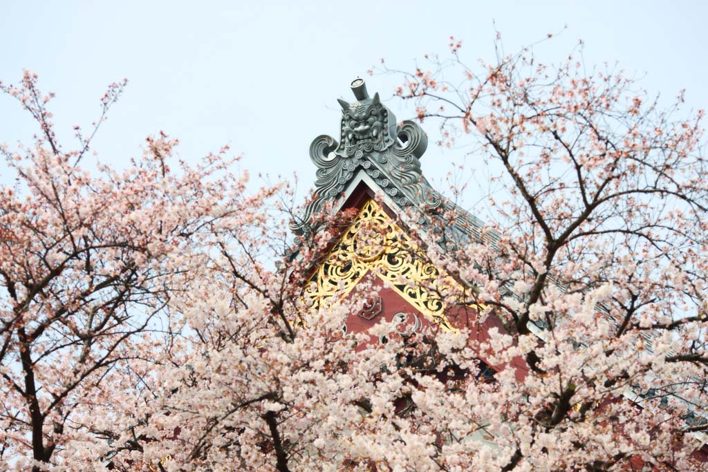 photo, la matire, libre, amnage, dcrivez, photo de la rserve,Ikegami sont devant le temple de l'Universit du temple de la porte, Takashi Nichiren, Chaitya, Le temple de Bodhidharma, carreau du corniche-fin