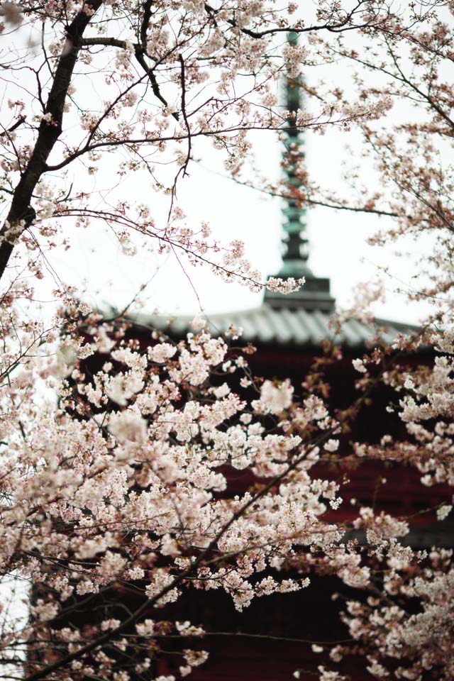 Foto, materieel, vrij, landschap, schilderstuk, bevoorraden foto,Ikegami voorkant poort tempel Five Storeyed Pagoda, Takashi Nichiren, Chaitya, Vijf Storeyed Pagoda, Publiek Hidetada