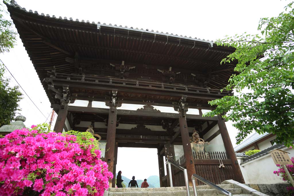 foto,tela,gratis,paisaje,fotografa,idea,Puerta de Deva del templo de Taima, Arquitectura de Buddhism, Dos reyes de Deva, Rey idea de Deva, Una azalea