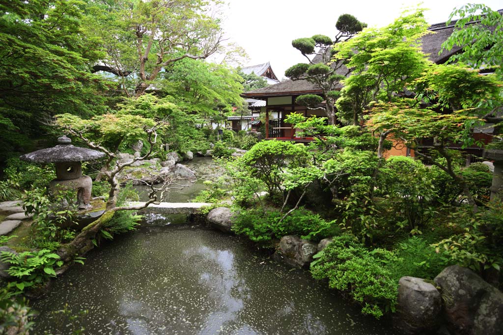 foto,tela,gratis,paisaje,fotografa,idea,Taima Nakano Bo del templo, Jardn japons, Laguna, Roca, Jardn famoso