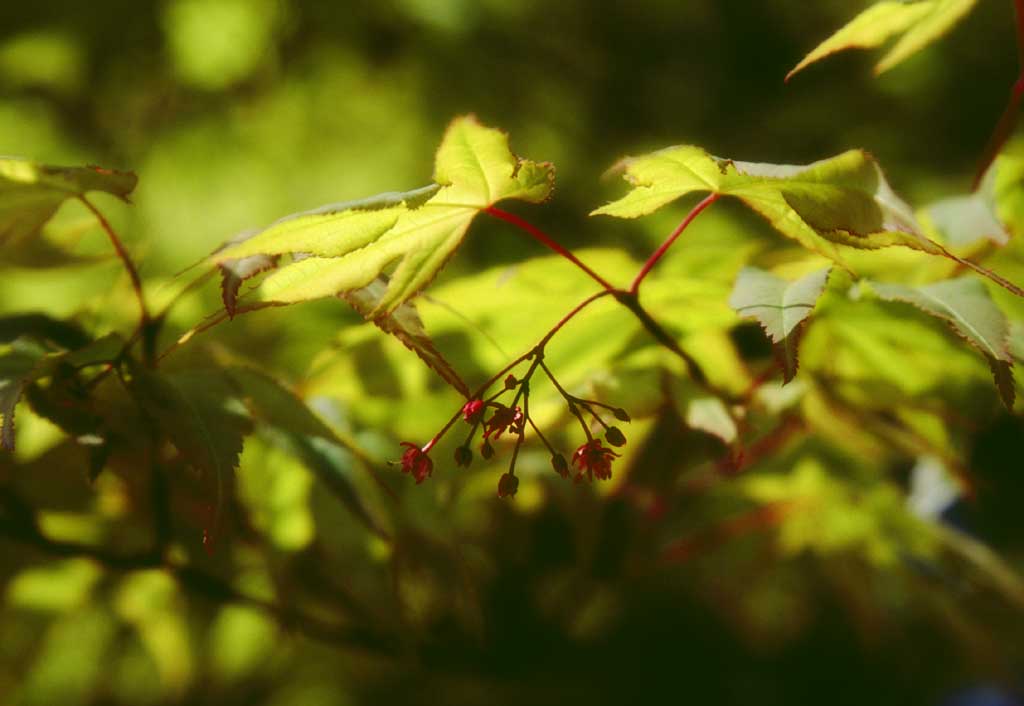 photo,material,free,landscape,picture,stock photo,Creative Commons,Maple flowers, tender green, , , 