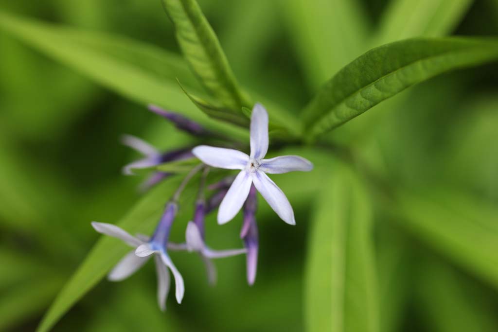 photo,material,free,landscape,picture,stock photo,Creative Commons,A white purple floret, Purple, Gardening, plant, 