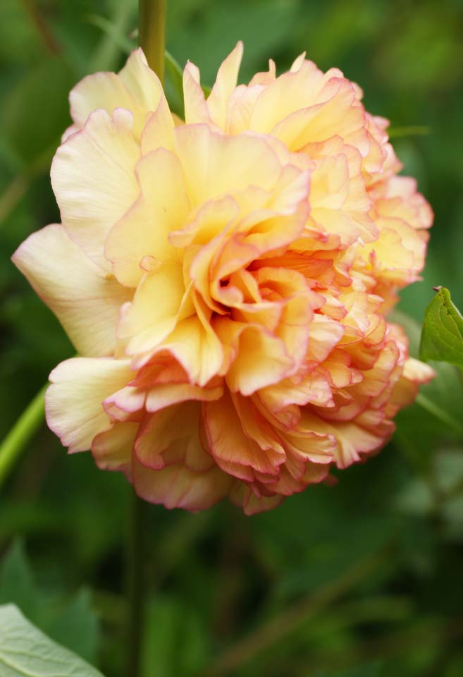 photo,material,free,landscape,picture,stock photo,Creative Commons,A bulbiferous begonia, Yellow, begonia, I am luxurious, Gardening