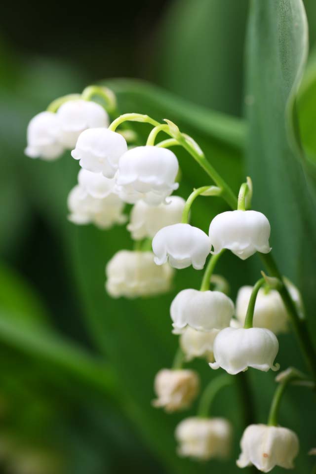 photo,material,free,landscape,picture,stock photo,Creative Commons,A lily of the valley, White, lily of the valley, , 