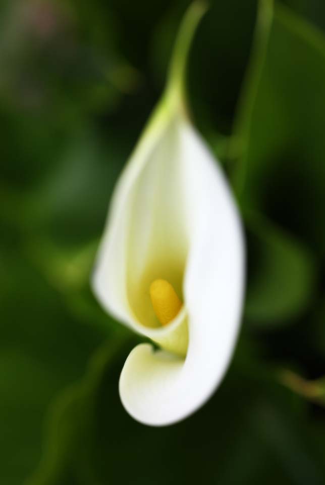 Foto, materieel, vrij, landschap, schilderstuk, bevoorraden foto,Een kleur, Blanke, Kleur, Calla, 