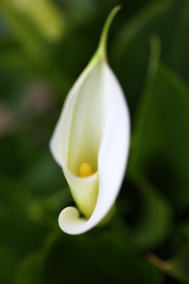 Foto, materieel, vrij, landschap, schilderstuk, bevoorraden foto,Een kleur, Blanke, Kleur, Calla, 