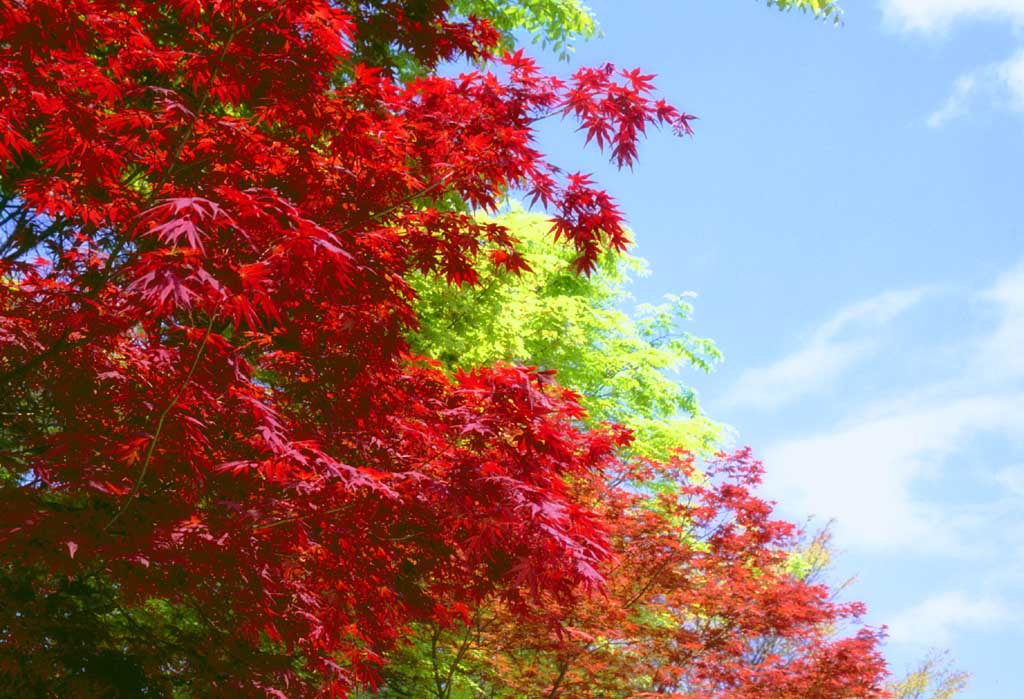 photo,material,free,landscape,picture,stock photo,Creative Commons,Maple in spring, autumn leaves, blue sky, , 