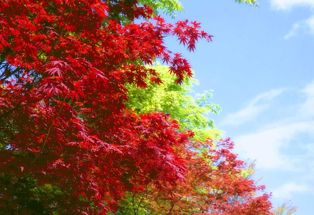 fotografia, materiale, libero il panorama, dipinga, fotografia di scorta,Acero in primavera, foglie di autunno, cielo blu, , 