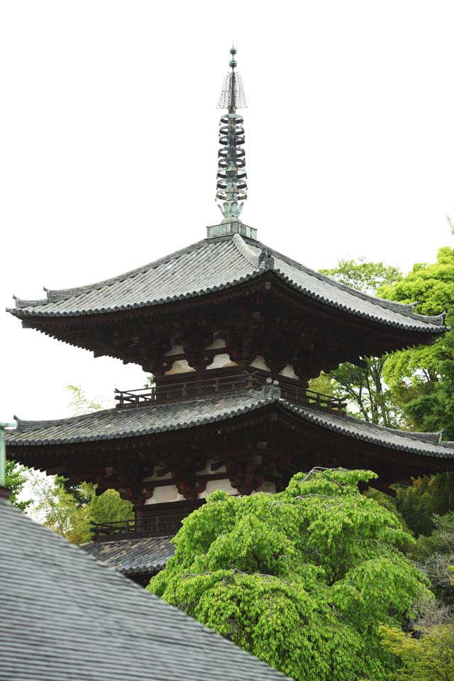 photo, la matire, libre, amnage, dcrivez, photo de la rserve,Trois plis de tours de temple Taima, Feuilles colores, Btiment japonais, tour triple, Architecture du Bouddhisme