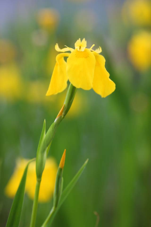 fotografia, materiale, libero il panorama, dipinga, fotografia di scorta,Pseudoacorus di Iris, bandiera dolce, Un iride, , Giallo