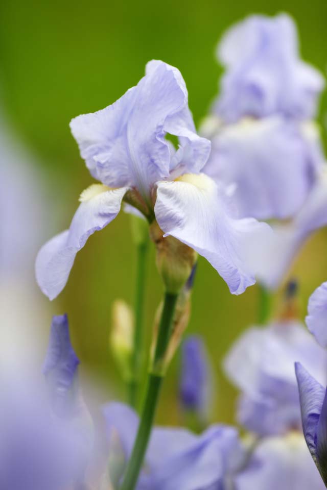 Foto, materieel, vrij, landschap, schilderstuk, bevoorraden foto,Een Duits lis, Een lis, , Ik ben luxueus, Purper