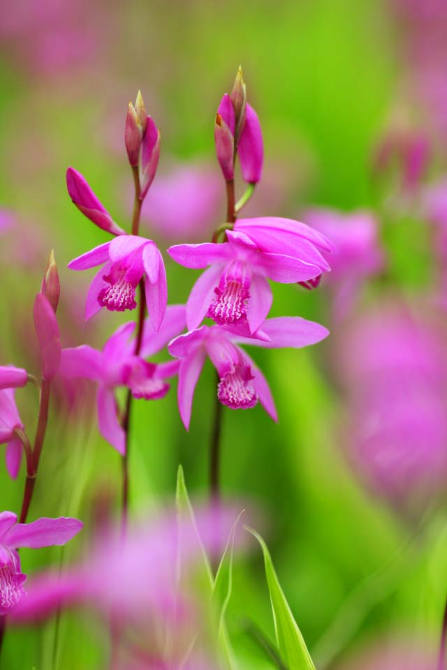 Foto, materieel, vrij, landschap, schilderstuk, bevoorraden foto,Een bletilla, Een orchidee, Bletilla, Kiemvrije verspreiding, Purper