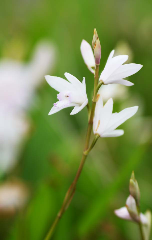 fotografia, material, livra, ajardine, imagine, proveja fotografia,Um bletilla branco, Uma orqudea, bletilla, Disseminao de Germfree, Branco