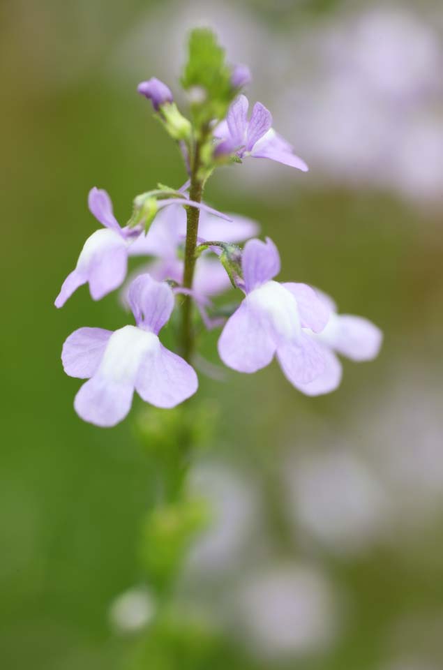 fotografia, material, livra, ajardine, imagine, proveja fotografia,Um flsculo roxo claro, ptala, Eu estou bonito, , Limpeza