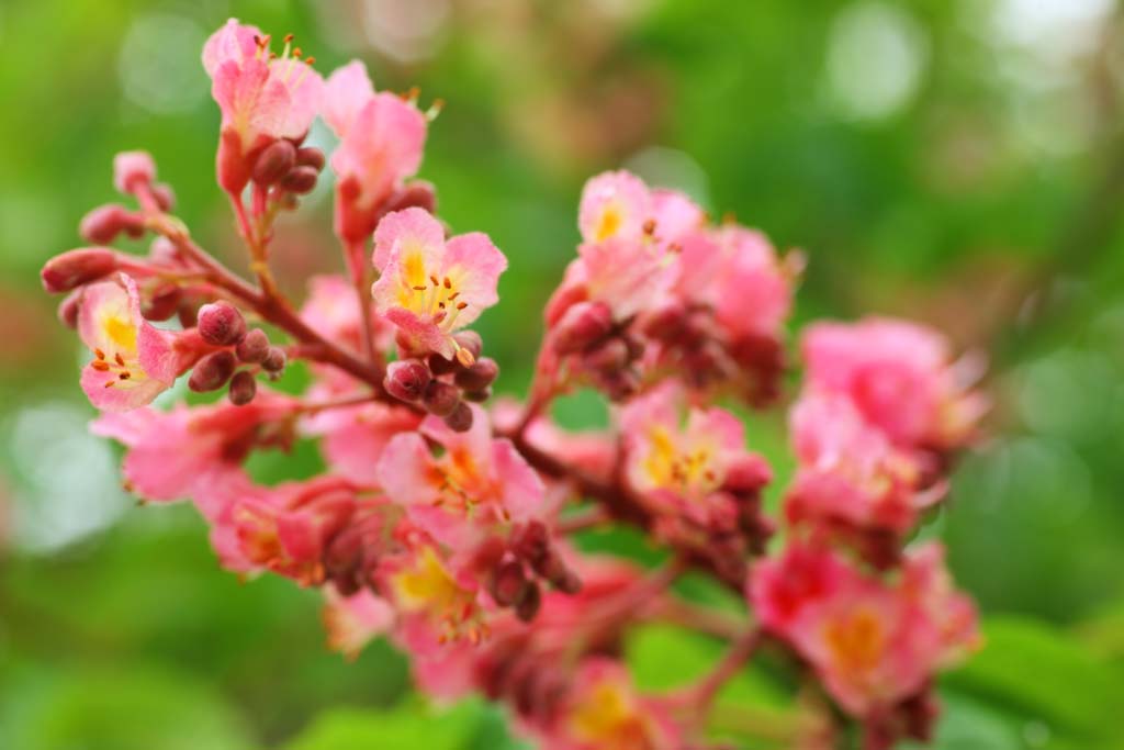 fotografia, materiale, libero il panorama, dipinga, fotografia di scorta,Il fiore dell'albero castano ed equino, petalo, Io sono bello, , castagna equina