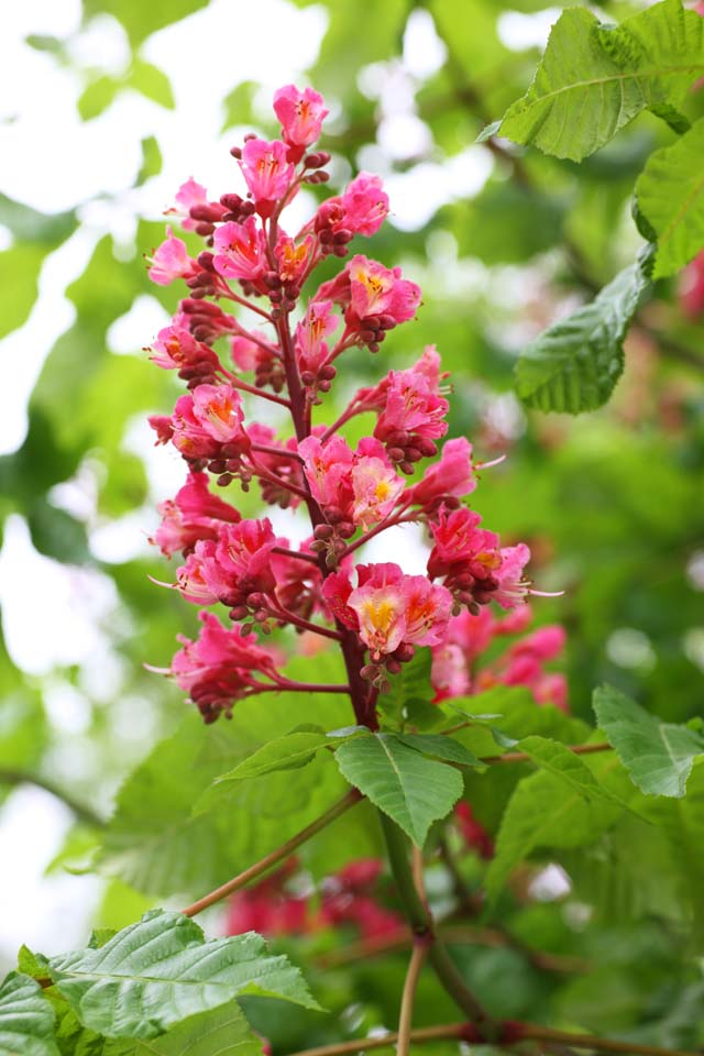 photo,material,free,landscape,picture,stock photo,Creative Commons,The flower of the horse chestnut tree, petal, I am pretty, I am beautiful, horse chestnut