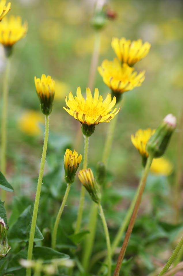 Foto, materieel, vrij, landschap, schilderstuk, bevoorraden foto,Een paardebloem, Paardebloem, , Dan Delaware ion, Coltsfoot snakeroot paardebloem