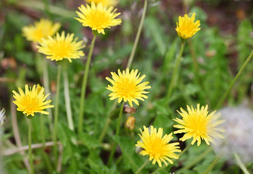 photo,material,free,landscape,picture,stock photo,Creative Commons,A dandelion, dandelion, , Dan Delaware ion, coltsfoot snakeroot dandelion