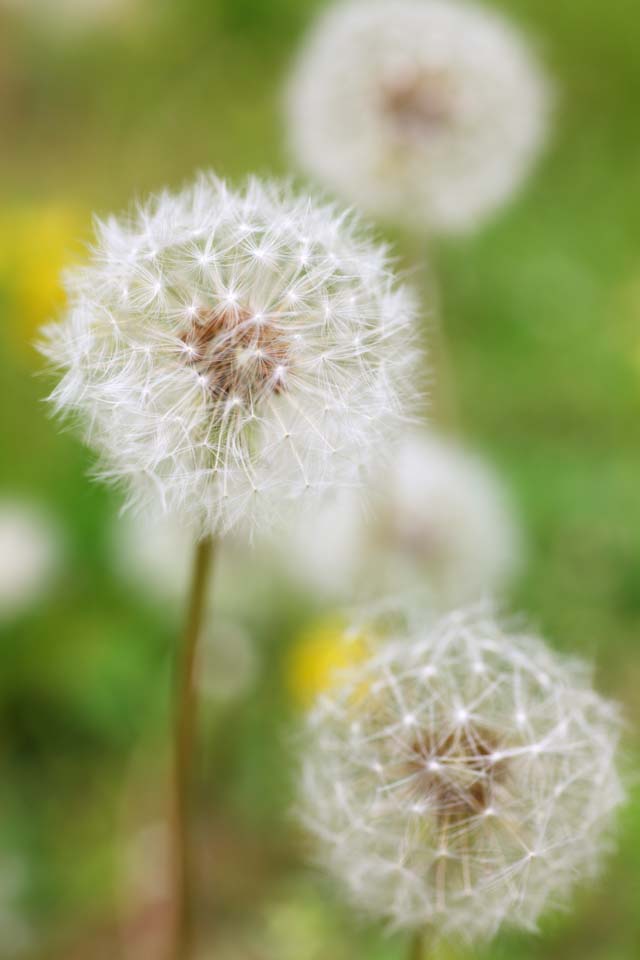 ゆんフリー写真素材集 No 7795 たんぽぽの綿毛 日本 奈良