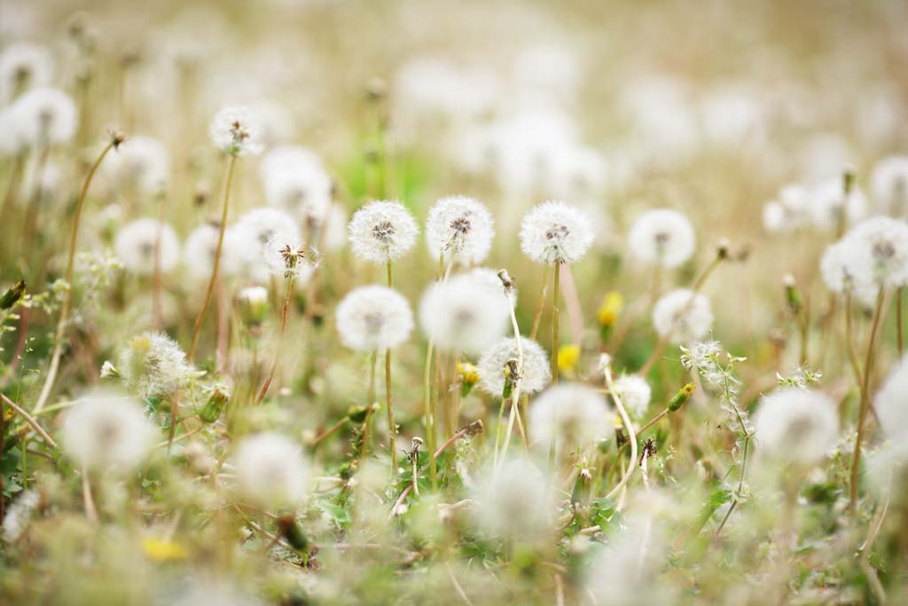 photo,material,free,landscape,picture,stock photo,Creative Commons,The cotton wool of the dandelion, dandelion, , Dan Delaware ion, coltsfoot snakeroot dandelion