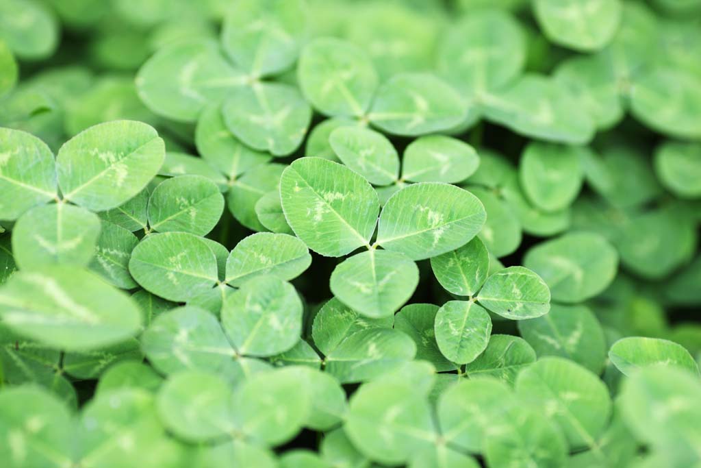 photo,material,free,landscape,picture,stock photo,Creative Commons,The clover of the one side, leaf, white Dutch, The trifolium genus, Shamrock