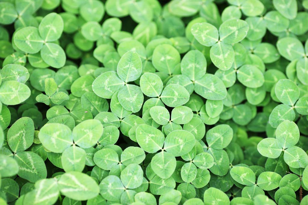 photo,material,free,landscape,picture,stock photo,Creative Commons,The clover of the one side, leaf, white Dutch, The trifolium genus, Shamrock
