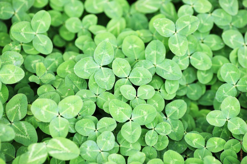 fotografia, materiale, libero il panorama, dipinga, fotografia di scorta,Il trifoglio del lato del uno, foglia, l'olandese bianco, Il genere di trifolium, Trifoglio