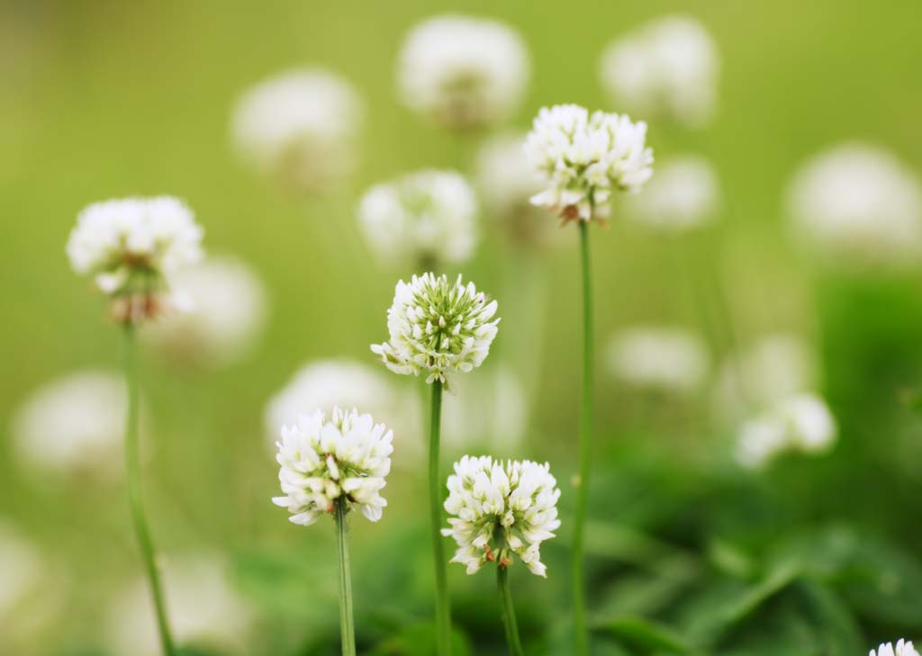 photo,material,free,landscape,picture,stock photo,Creative Commons,A white Dutch, leaf, white Dutch, Netherlands lotus flower, Shamrock