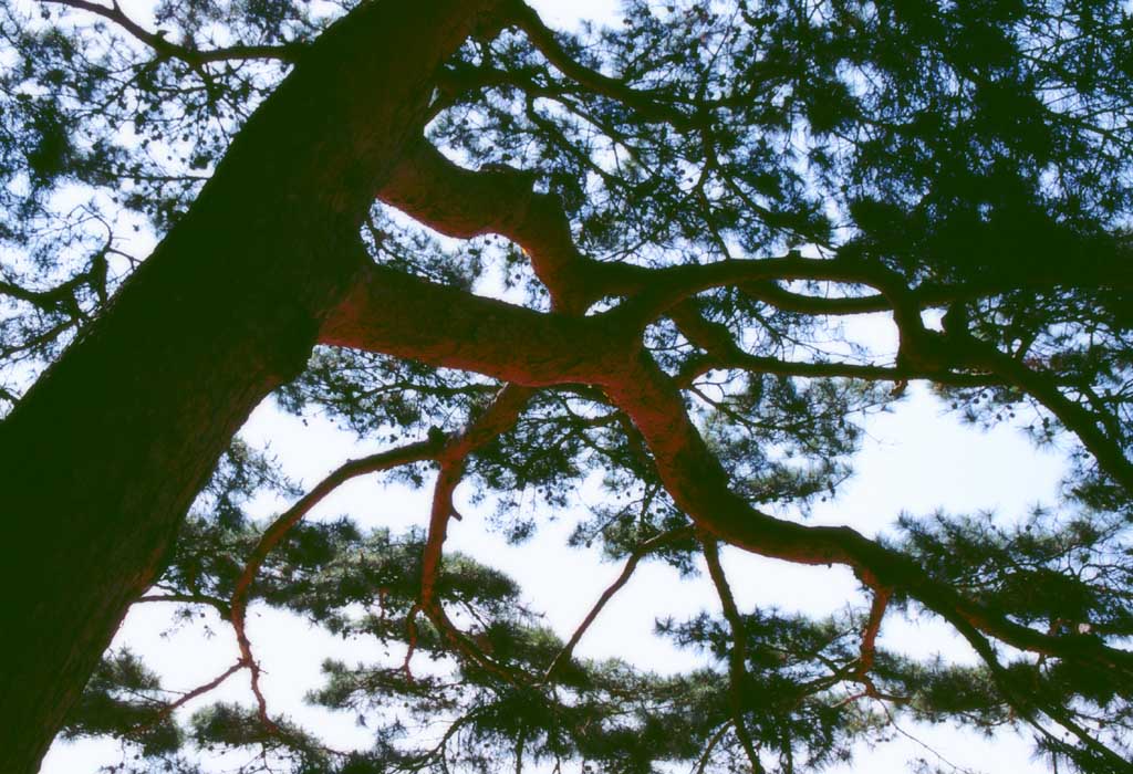 photo,material,free,landscape,picture,stock photo,Creative Commons,Red pine of Korea, branch, , , 