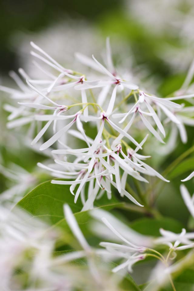 foto,tela,gratis,paisaje,fotografa,idea,Un rbol de Nanjamonja, Blanco, , Es anormal, 