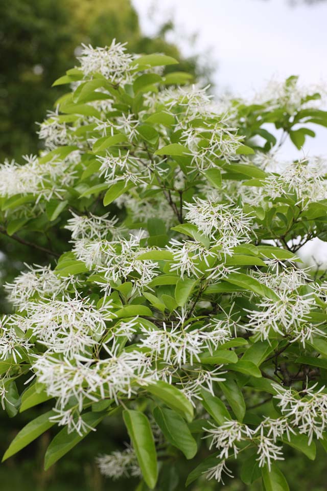 photo,material,free,landscape,picture,stock photo,Creative Commons,A tree of Nanjamonja, White, , It is unusual, 