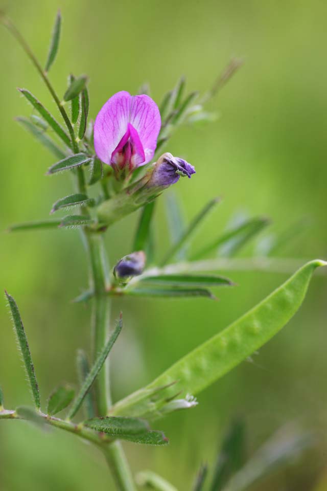 photo,material,free,landscape,picture,stock photo,Creative Commons,A vetch, bean, Saya, Purplish red, weed