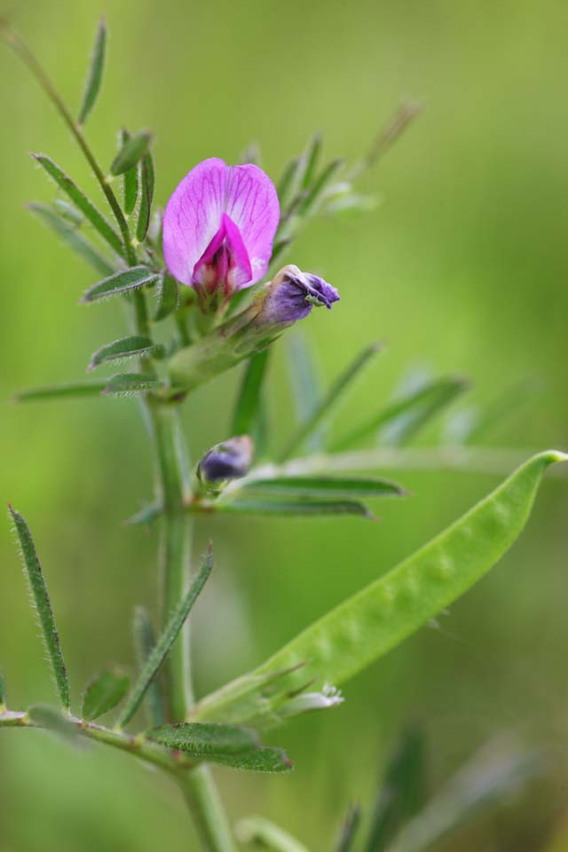 Foto, materiell, befreit, Landschaft, Bild, hat Foto auf Lager,Ein vetch, Bohne, Saya, Purpurhnlich rot, Unkraut