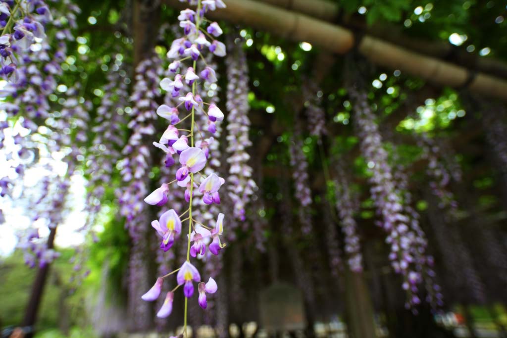 Foto, materiell, befreit, Landschaft, Bild, hat Foto auf Lager,Das Wisteriegitter von Byodo-in Tempel, Purpurrot, , Japanischer Wisterie, 