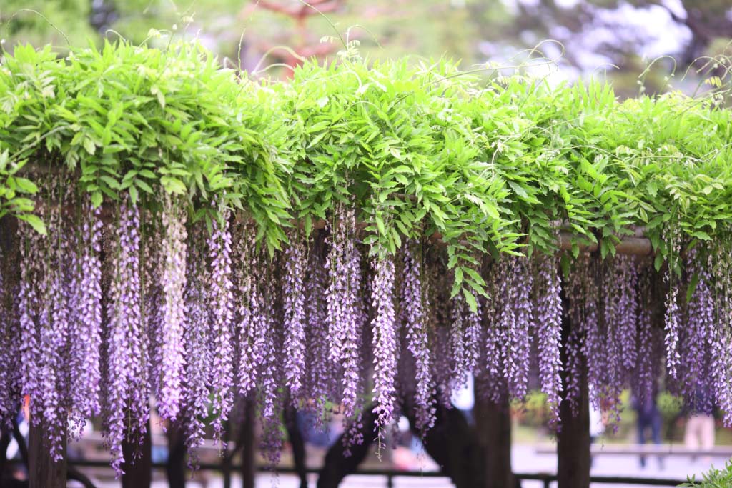 photo,material,free,landscape,picture,stock photo,Creative Commons,The wisteria trellis of Byodo-in Temple, Purple, , Japanese wistaria, 