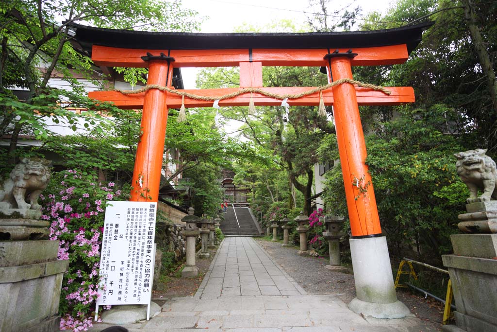 fotografia, materiale, libero il panorama, dipinga, fotografia di scorta,Sacrario di Uji, torii, Scintoismo, Sacrario scintoista, prenda a sassate scalinata