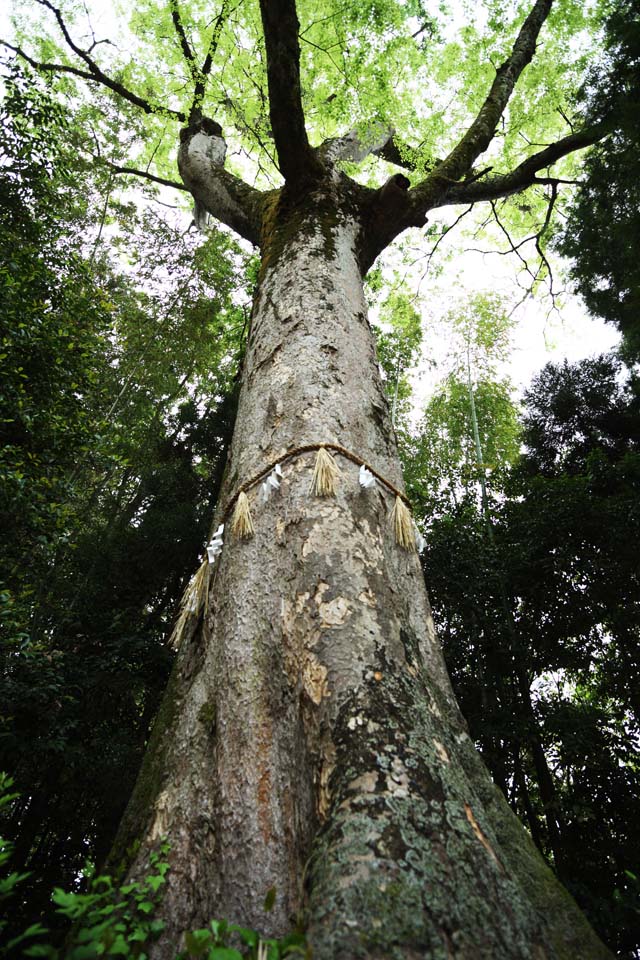 Foto, materiell, befreit, Landschaft, Bild, hat Foto auf Lager,Es ist ein schintoistischer Schrein heiliger Baum in Uji, Baum, Schintoistische Strohgirlande, tapezieren Sie Anhang, Schintoismus