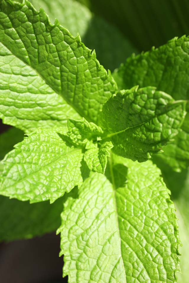 fotografia, materiale, libero il panorama, dipinga, fotografia di scorta,La gemma della zecca, Herb, foglia, Spezie, Dolci