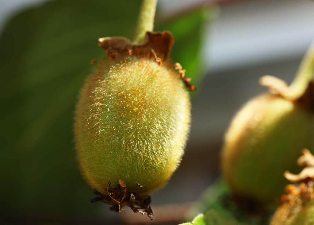 Foto, materiell, befreit, Landschaft, Bild, hat Foto auf Lager,Die junge Frucht des apteryx, Frucht, , flaumige Haare, Obstbaum