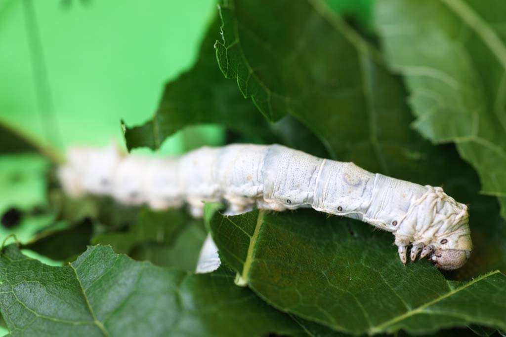 Foto, materieel, vrij, landschap, schilderstuk, bevoorraden foto,De larve van ht silkworm, Zijden, Silkworm, Textiel, Groene rups