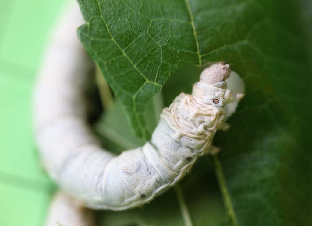 Foto, materieel, vrij, landschap, schilderstuk, bevoorraden foto,De larve van ht silkworm, Zijden, Silkworm, Textiel, Groene rups