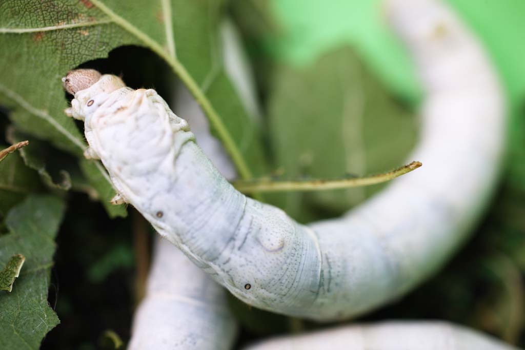 fotografia, materiale, libero il panorama, dipinga, fotografia di scorta,La larva del baco da seta, Seta, Baco da seta, tessile, bruco verde